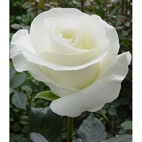 20 Seeds Double White Rose Seeds Flower Bush Perennial Shrub Flowers