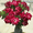 Red, variant on White Desert Rose Plant (Adenium) 4–6 Inches Tall, Flowering Succulent Plant for Indoor or Outdoor Growing