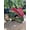 Dilophosaurus, variant on Hard Plastic Dinosaur Mask with Roaring Sounds,Moving Mouth Dino Raptor Masks,Interaction Dino Helmet,Halloween Birdthday Dinosaur Costume