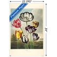 thumbnail image 3 of Tulips from the The Temple of Flora Wall Poster, 22.375" x 34", 3 of 5