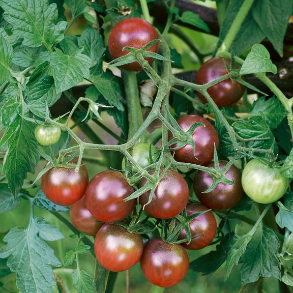 Brown Berry Tomato Seeds - 300 Mg Packet ~65 Seeds - Non-GMO - Vegetable Garden - Solanum lycopersicum