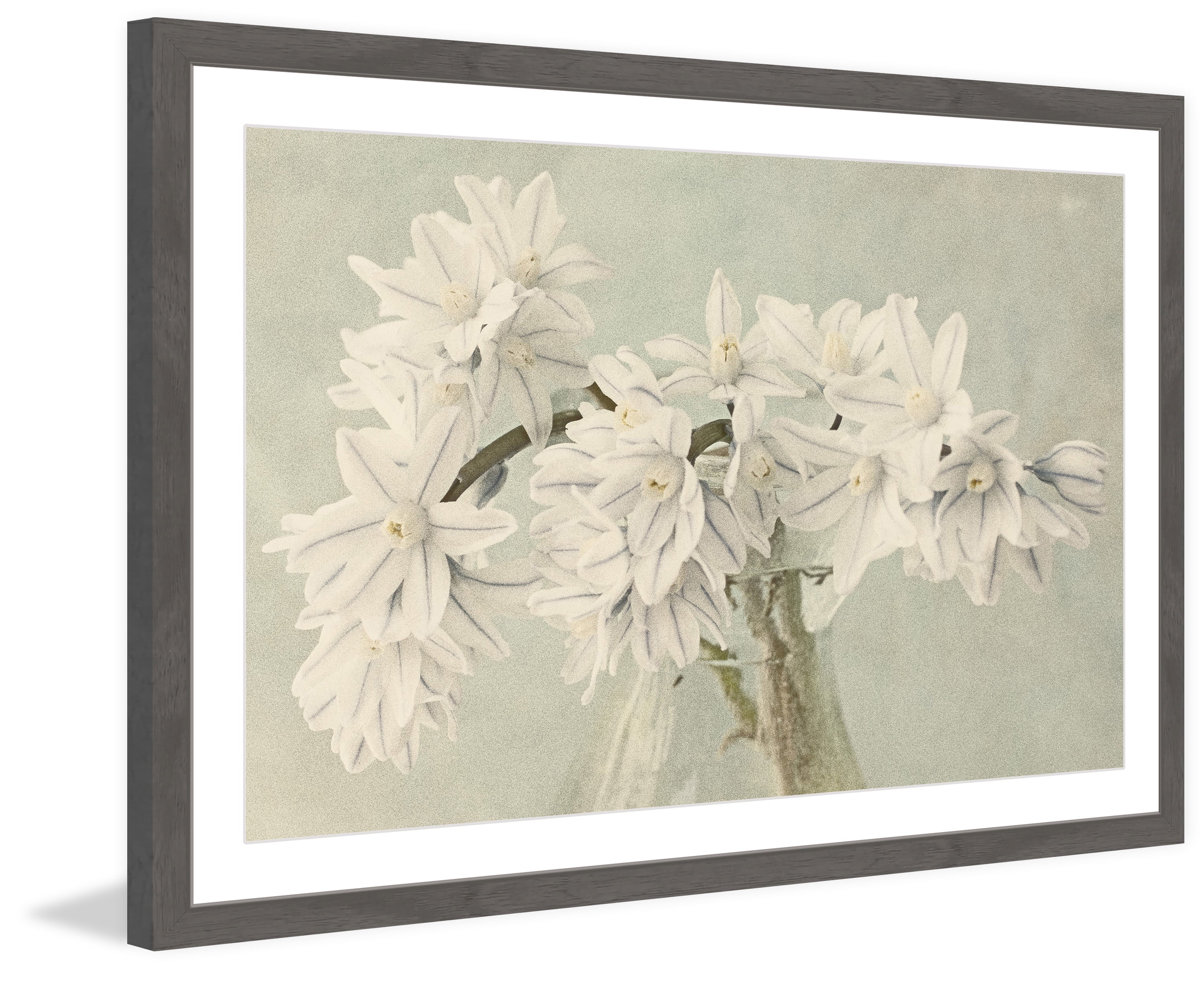 "White Narcissus" Framed Painting Print
