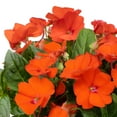 Expert Gardener 1.5G Red Impatiens Hanging Basket Live Plant Shade