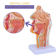 thumbnail image 3 of 3X Nasal Cavity Throat Anatomy Model Human Anatomical Pharynx Larynx Model for Students Study Display Teaching, 3 of 4