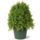 thumbnail image 1 of Árbol de boj de 18 con maceta verde National Tree Company LBX4-15-1, 1 of 1