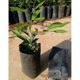thumbnail image 3 of Bolsas de vivero de Plantas de Plástico Engrosado oso de fresa 8X12 Cm negro 2 piezas, 3 of 5