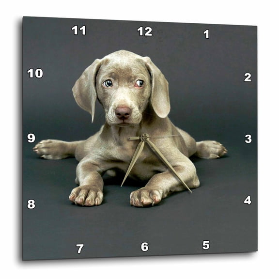3drose, Weimaraner Puppy, 10x10 Wall Clock
