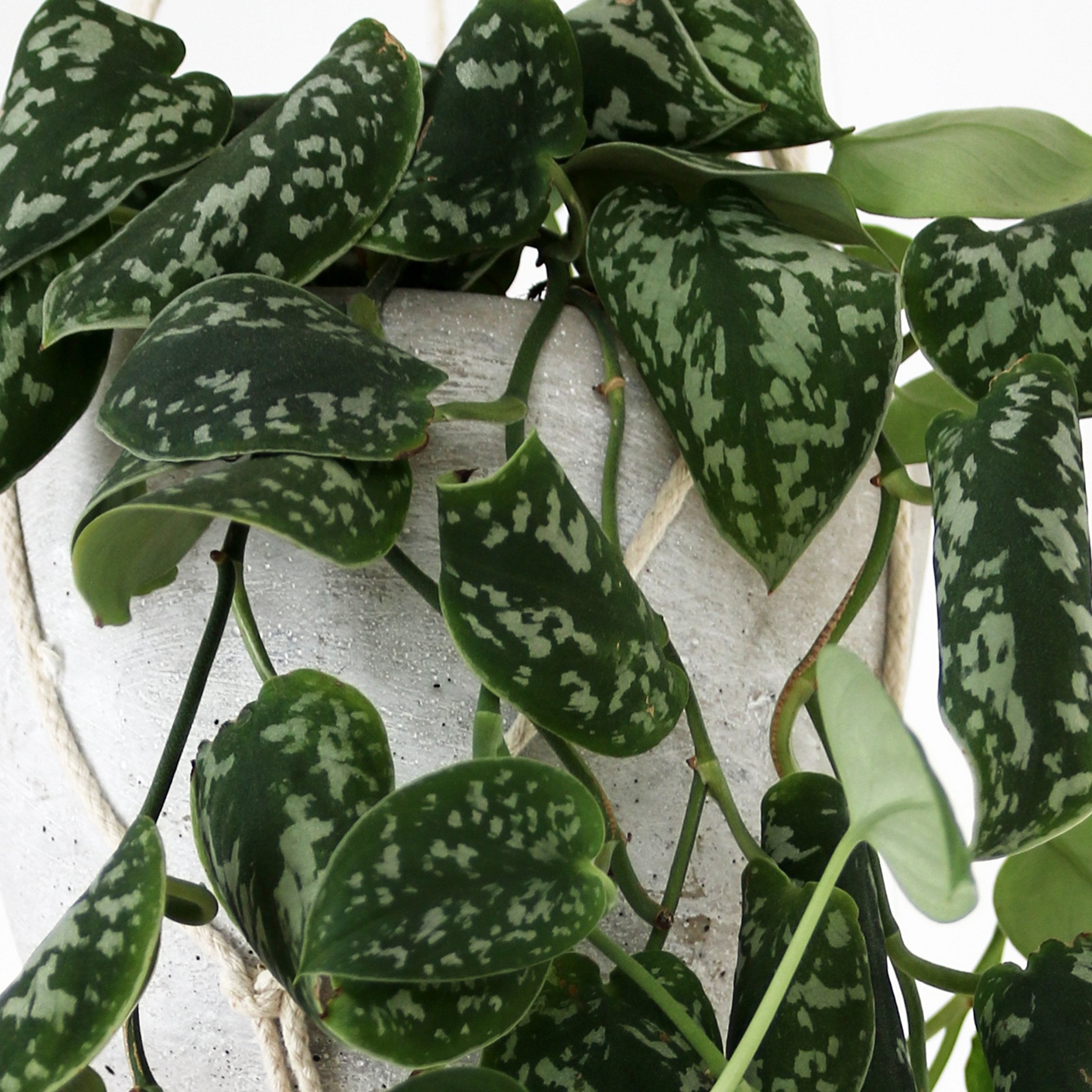 4 in. Scindapsus Pictus Satin Pothos Plant in Grower Container (3-Pack)
