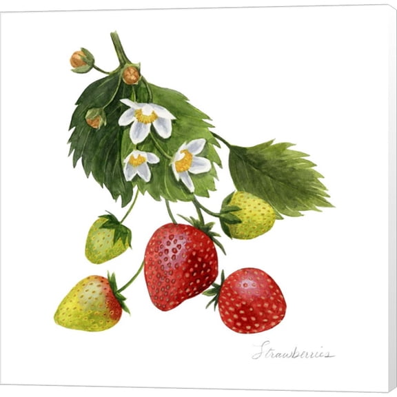 Great Art Now Strawberry Study I by Grace Popp, Canvas Wall Art, 24W x 24H