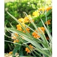 thumbnail image 6 of Aztec Grass - 2 Gallon Size Plants - Live Variegated Liriope - Ophiopogon Intermedius Argenteomarginatus, 6 of 7