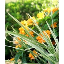 Aztec Grass - 1 Live Quart Size Plant - Variegated Liriope - Ophiopogon Intermedius Argenteomarginatus