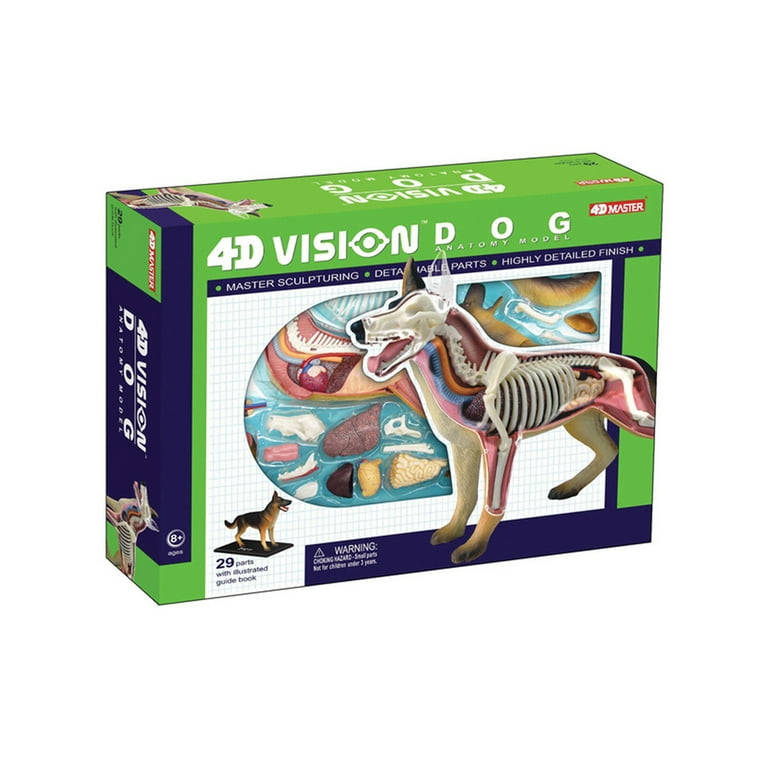 4D Vision Dog Anatomy Model - Walmart.com