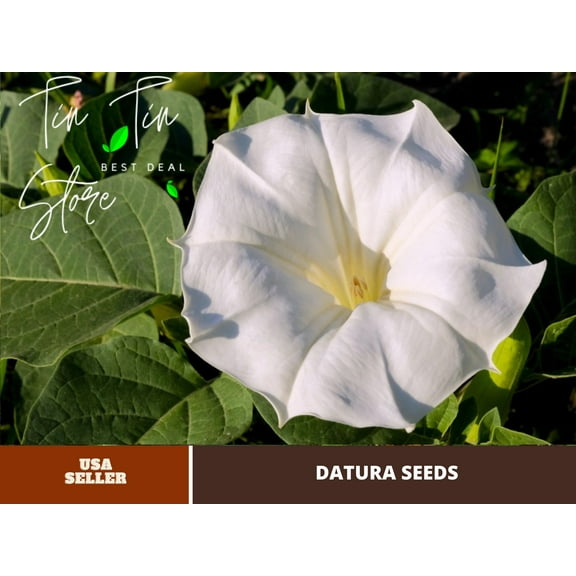 PEMDASGARDEN White Devils Trumpet Datura, 25 Seeds Pack