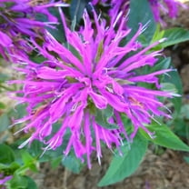 100 Lilac Bee Balm Seeds
