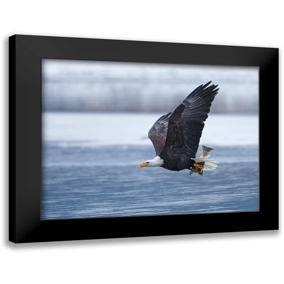 Waldmann, Shlomo 14x12 Black Modern Framed Museum Art Print Titled - Bald Eagle