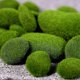 thumbnail image 5 of 40 piezas de rocas de musgo artificial piedras decorativas cubiertas de musgo verde Afortunado Sencillez, 5 of 5