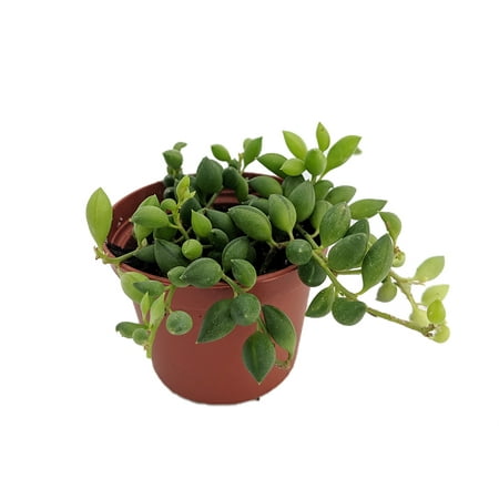 String of Beads - Senecio herrianus - Easy to Grow Succulent Plant - 2.5