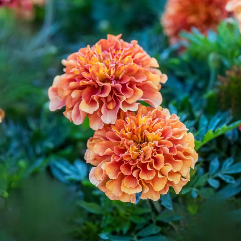 25 Marigold Strawberry Blonde Seeds - Edible, Open-Pollinating, Drought and Cold, Dwarf Variety, Plant in Spring After Frost