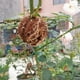 thumbnail image 5 of Caja de enraizamiento de plantas Dispositivo de enraizamiento Equipo de reproducción reutilizable Kit de propagación de capas de aire Plástico Negro juego de 10 piezas Soledad aparato de enraizamiento, 5 of 10