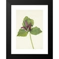 thumbnail image 2 of Mary Vaux Walcott 11x14 Black Modern Framed Museum Art Print Titled - Giant Trillium. Trillium Chloropetalum (1925), 2 of 5