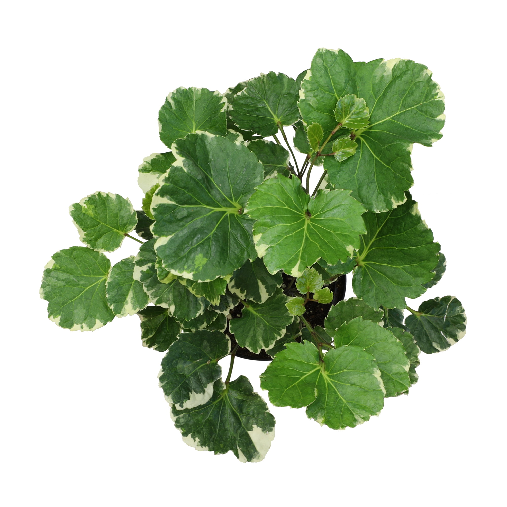 Variegated Dinner Plate, Aralia | 6in Pot | Easy Houseplant, Partial Sun | Element by Altman Plants
