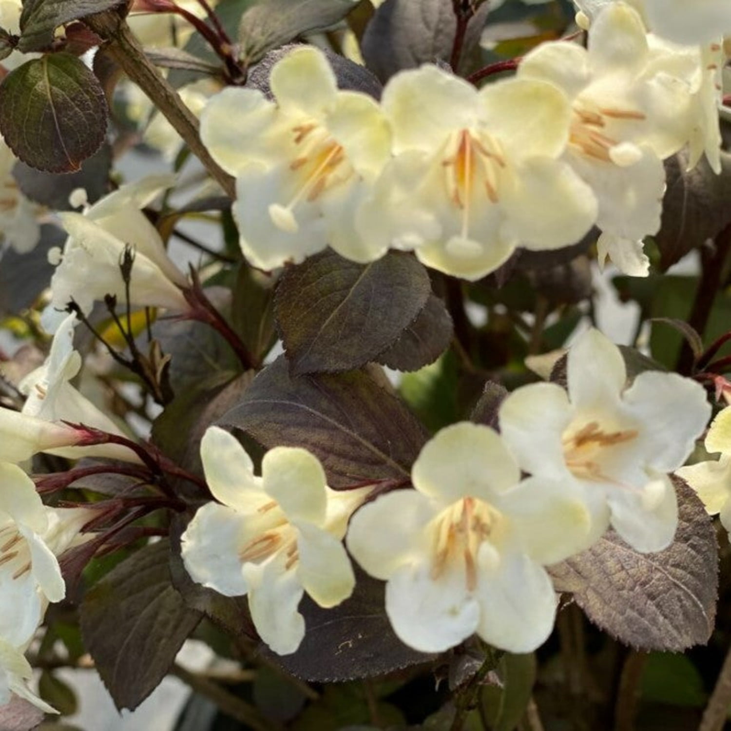 Proven Winners ColorChoice 6" White Wine & Spirits Weigela Live Plant in 7.5" Pot