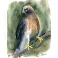thumbnail image 2 of Shefranov, Olga 19x24 White Modern Wood Framed Museum Art Print Titled - Hawk, 2 of 4