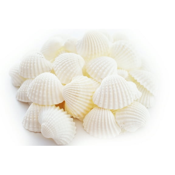 Florida Shells & Gifts 24 White Ark Shells Seashells (1"-1 1/2") Beach, Wedding, Hobby, Crafts, Vase Filling, Ocean Arts