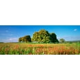 thumbnail image 1 of Walls 360 Peel & Stick Wall Decal: Flowers in an Andalusian Field (54 in x 20 in), 1 of 1