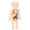 Child Organ Model Set Removable Human Torso Model Toy Set for Kids
