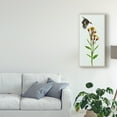 thumbnail image 3 of Trademark Fine Art 'Tephroseris Flammea I' Canvas Art by Melissa Wang, 3 of 4