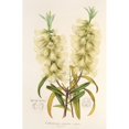 thumbnail image 3 of Charles Antoine Lemaire 11x14 Black Modern Framed Museum Art Print Titled - Callistemon Amonus (1854-1896), 3 of 5