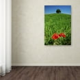 thumbnail image 4 of Trademark Fine Art 'Red Poppies and Oak' Canvas Art by Michael Blanchette Photography, 4 of 4