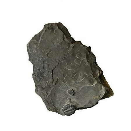 Genuine Elrathia Kinghi Trilobite Fossil 2 3/8" x 2 3/8"