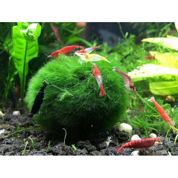 Aquarium Moss Balls Live Aquarium Plants Green Moss Decorative Ball for Fish Tank