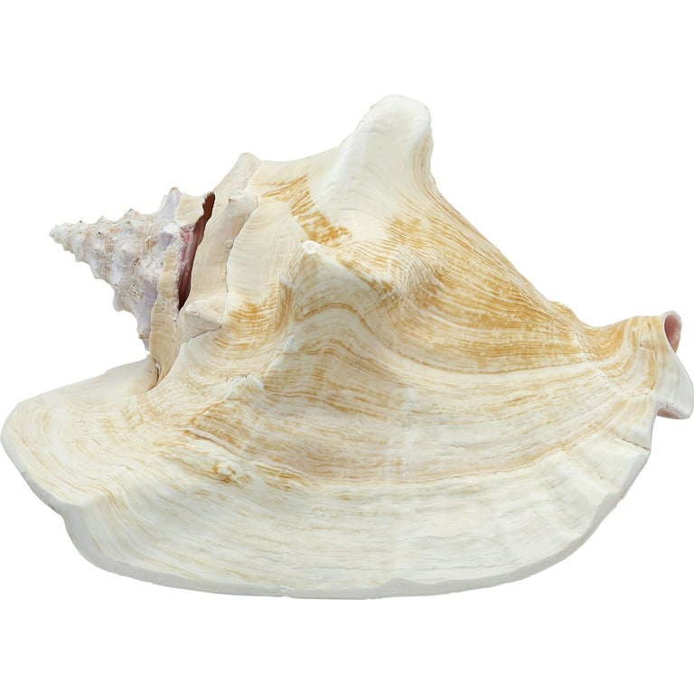 Queen Conch Shell Roundel Beads • 4 mm Size • Length 40 cm • AAA