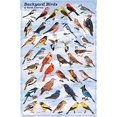 thumbnail image 1 of Laminated Backyard Birds Educational Science Chart Poster Laminated Poster 24 x 36in, 1 of 2