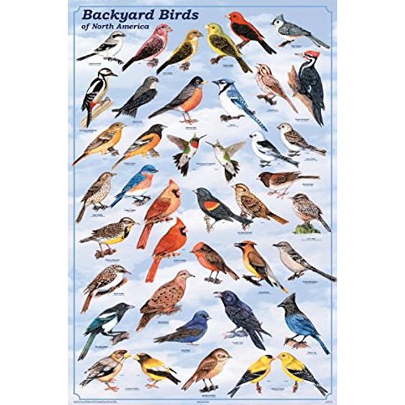 Laminated Backyard Birds Educational Science Chart Poster Laminated Poster 24 x 36in