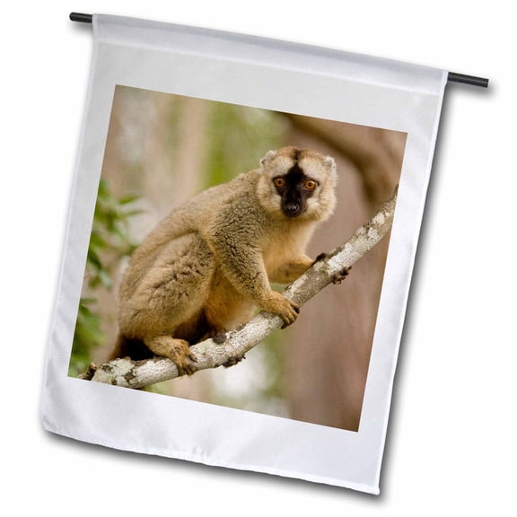 3dRose, Brown Lemur in a tree in Madagascar-AF24 JMC0003 - Joe and Mary Ann McDonald, 12 x 18 inch Garden Flag