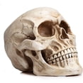 thumbnail image 4 of Modelo de cráneo humano de tamaño natural, réplica 1:1, cráneo humano adulto realista, 4 of 5