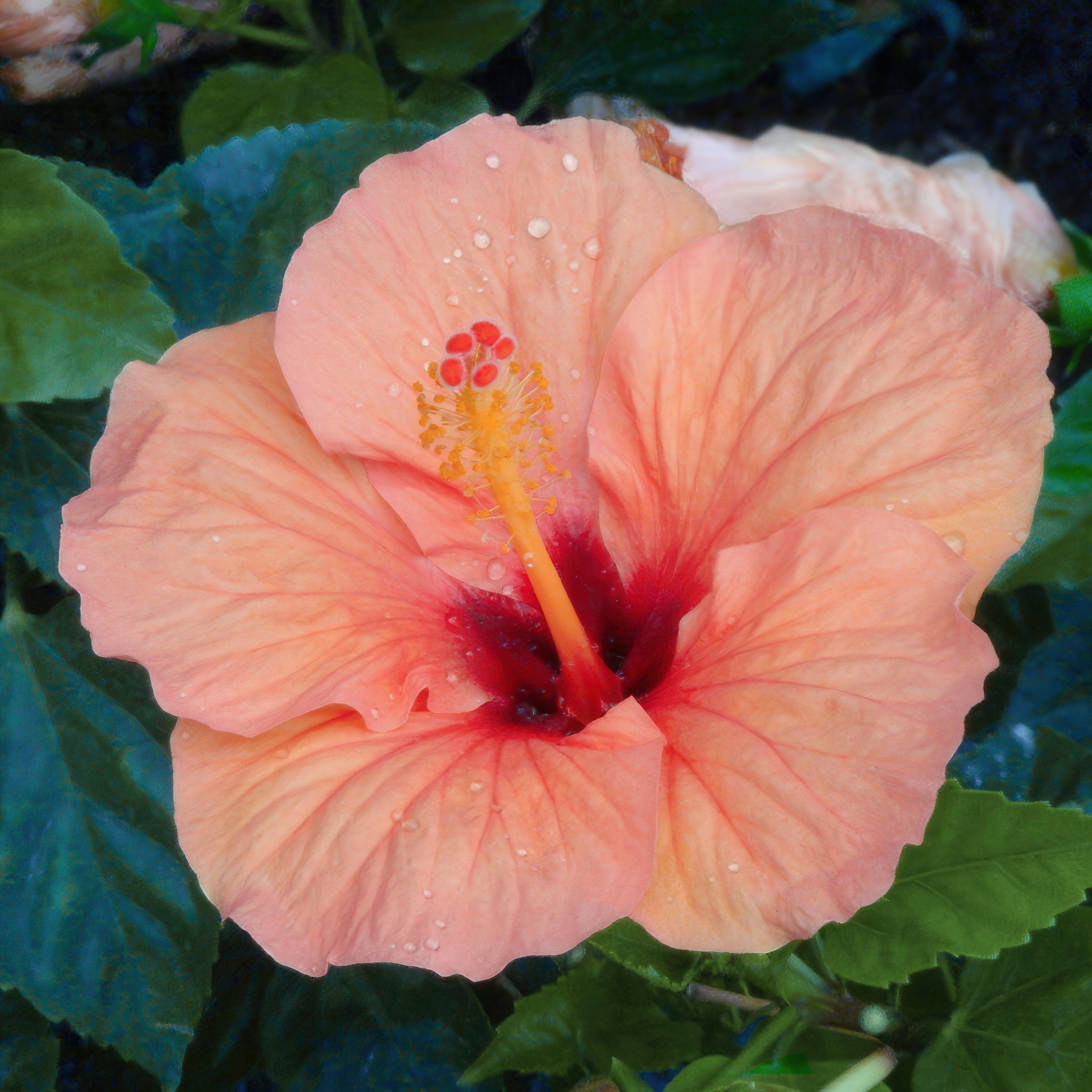 2 gal. Hibiscus Peach Braided Live Annual Tree with Peach Flowers