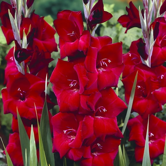 Van Zyverden Gladiolus Large Flowering Espresso 12 Bulbs Multicolor Partial Sun Flowering 1 lb