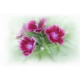 thumbnail image 2 of Murdock, Ramona 14x11 White Modern Wood Framed Museum Art Print Titled - Bachelor Buttons I, 2 of 4