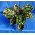Medallion Prayer Plant Calathea Easy House Plant 4" Pot