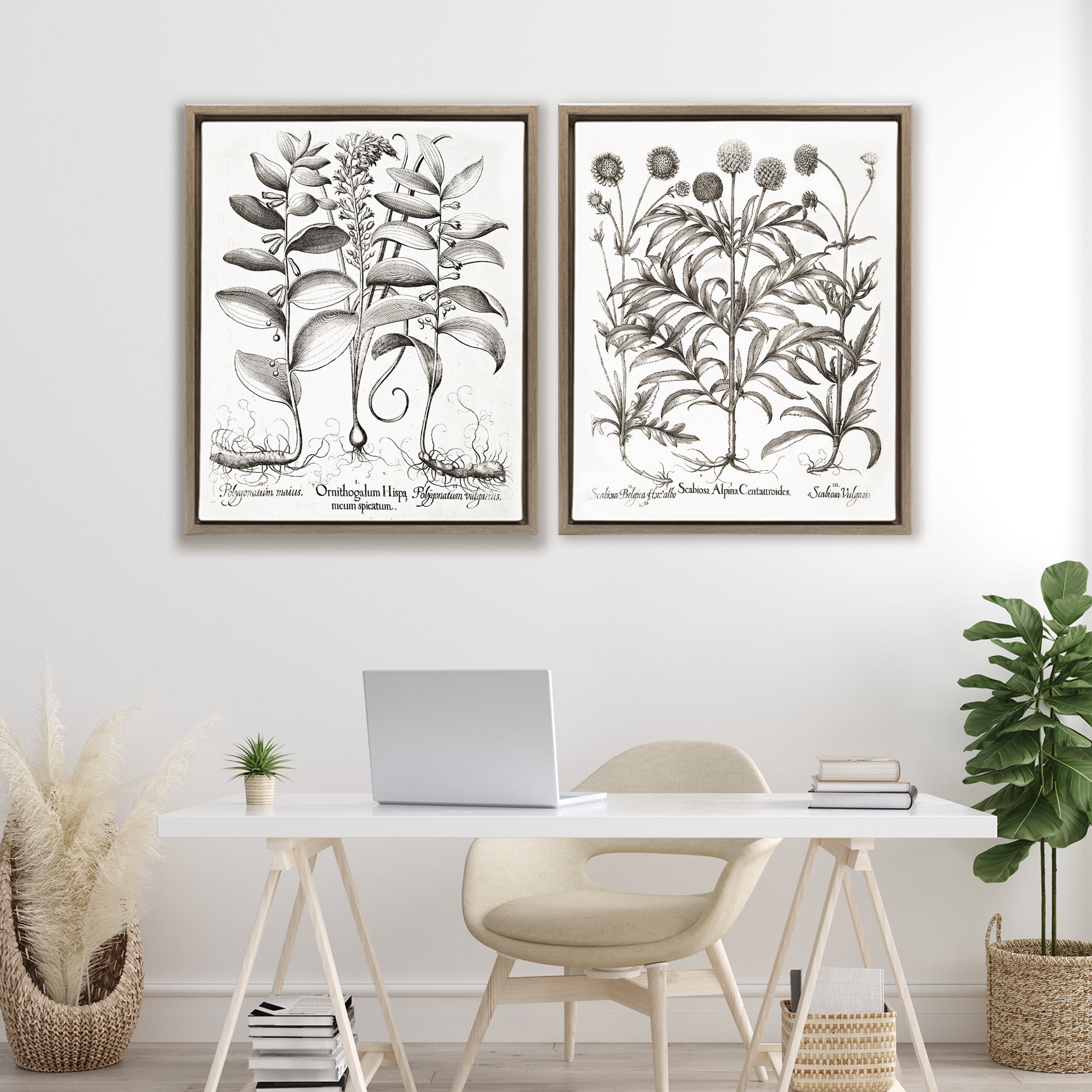 Botanical Root & Plant Studies 2 Piece Brown Framed Floater Canvas Set, design by Lettered and Lined