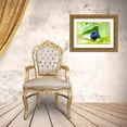thumbnail image 3 of Jaynes Gallery 24x17 Gold Ornate Wood Framed with Double Matting Museum Art Print Titled - Caribbean-Trinidad-Asa Wright Nature Center Male purple honeycreeper on limb, 3 of 4