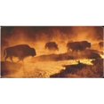 thumbnail image 2 of Bison / Buffalo Photo License Plate, 2 of 2