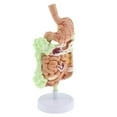 thumbnail image 3 of Étude Anatomique du Modèle de Pathologie Gastro-Intestinale Humaine, 3 of 8