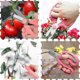thumbnail image 4 of Floral Shears, Garden Shears Comfort Grip Handle, Premium Steel Professional Floral Scissors, for Pruning, 4 of 4