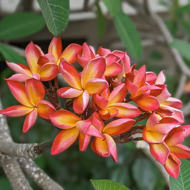 plumeria☆ J-105-2__23805.1733420970.500.